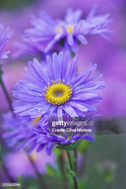 aster - aster stock pictures, royalty-free photos & images