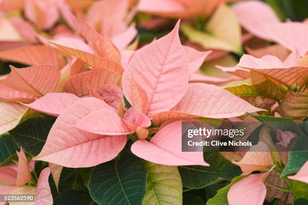 poinsettia - weihnachtsstern stock-fotos und bilder