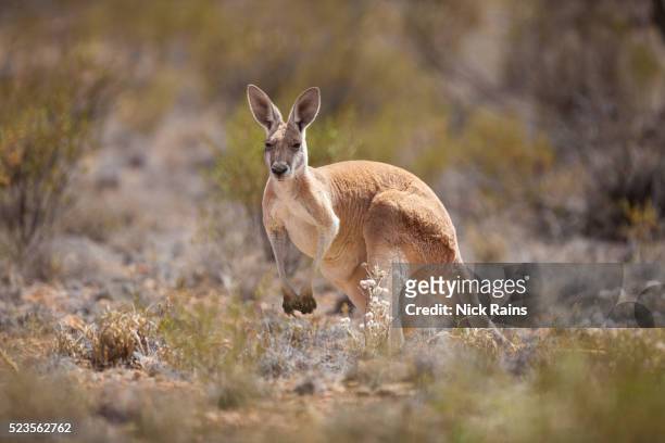 red kangaroo, gammon ranges national park - känguru stock-fotos und bilder