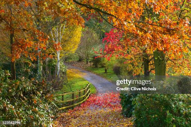 bodenham arboretum - worcestershire imagens e fotografias de stock