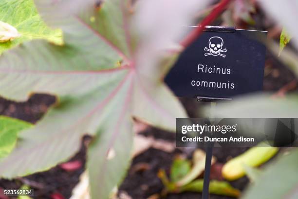 alnwick garden - ricin stock-fotos und bilder