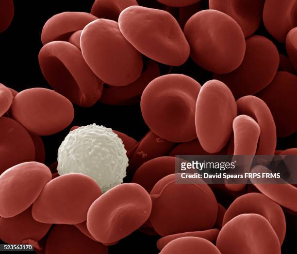 human white and red blood cells - blood cells stock-fotos und bilder