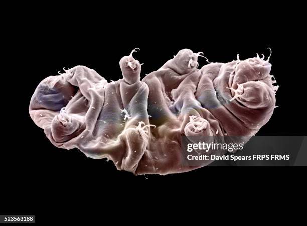 tardigrade - water bear stock pictures, royalty-free photos & images