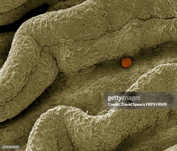 human ovum in fallopian tube - human egg stock pictures, royalty-free photos & images