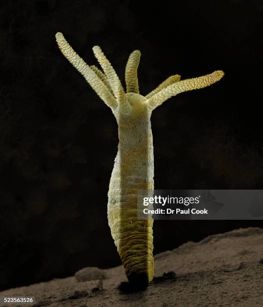 hydra viridis - cnidarian - fotografias e filmes do acervo