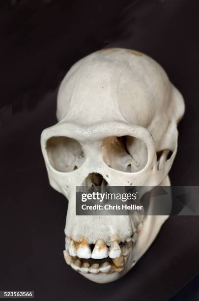 common chimpanzee skull - anthropology stock pictures, royalty-free photos & images