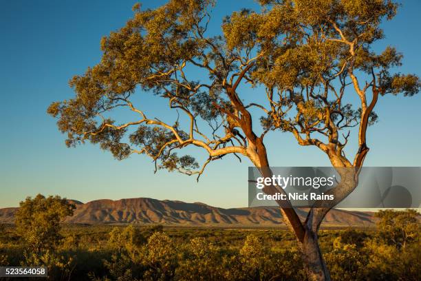 view of the hammersley ranges, - eucalyptus tree 個照片及圖片檔