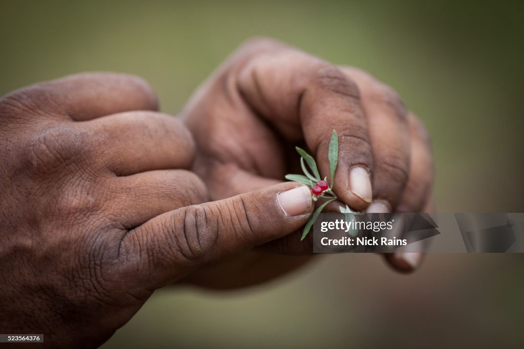 Bush tucker holding a sprig of a bush with berries, Pilbara, Western Australia