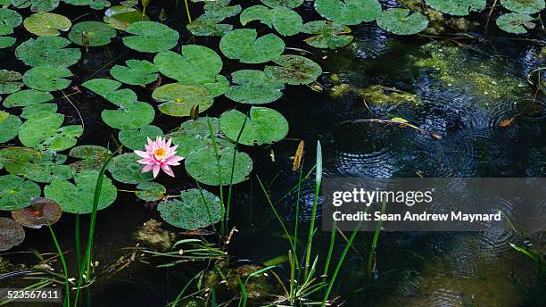 rain falls on lily pond at wuhan botanical gardens - rain garden stock pictures, royalty-free photos & images