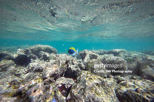powder blue tang fish in maldives - powder blue tang stockfoto's en -beelden