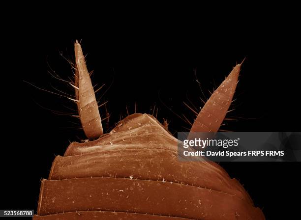 american cockroach; periplaneta americana - tip of the abdomen - cockroach - fotografias e filmes do acervo