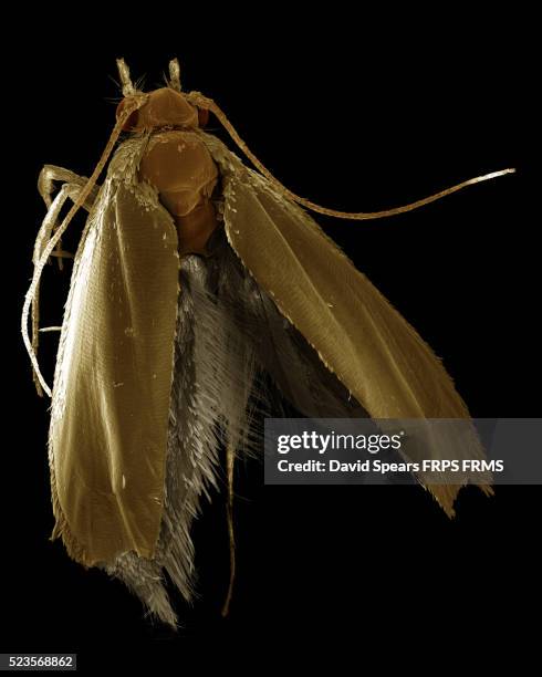 larvae of the clothes moth tineola bisselliella - tineola bisselliella stock pictures, royalty-free photos & images