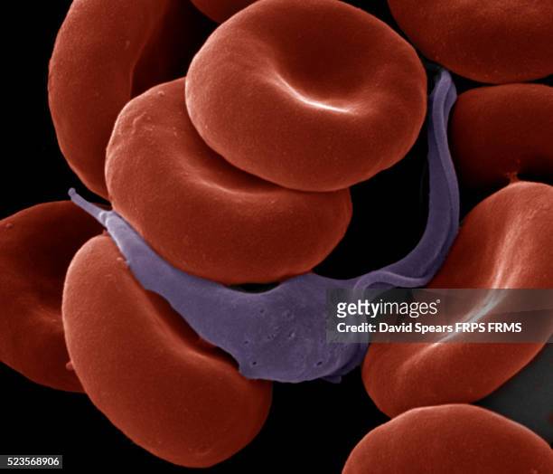 sleeping sickness parasite in red blood cells - eukaryote stock pictures, royalty-free photos & images