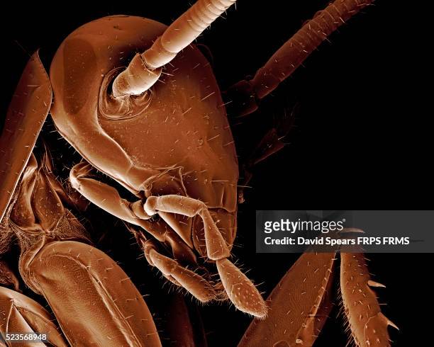 american cockroach, periplaneta americana - blatta americana stock pictures, royalty-free photos & images