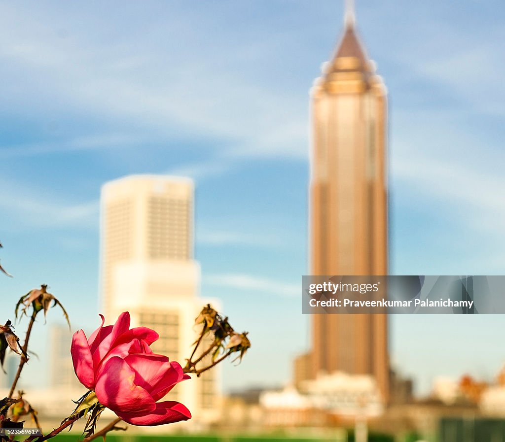 Red Rose at downtown Atlanta