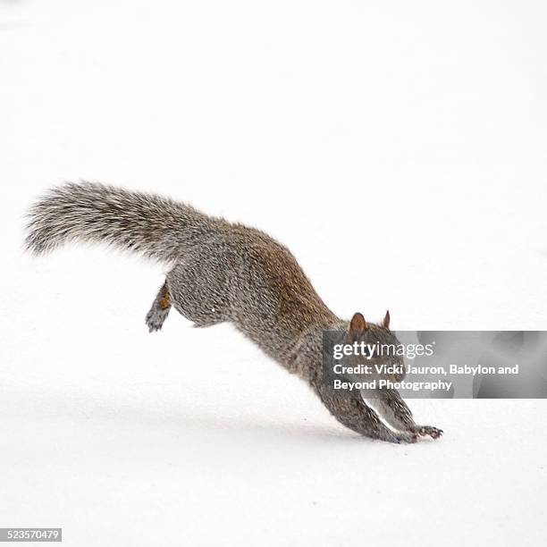 squirrel frolicking in the snow - squirrel central park stock pictures, royalty-free photos & images