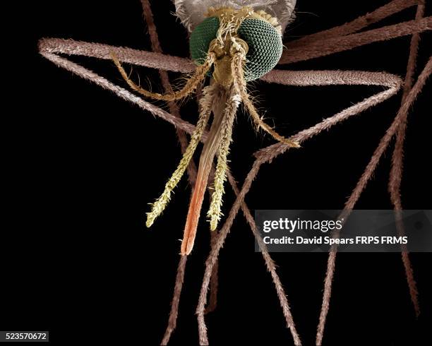 mosquito, anopheles sp. female - animal nose stock pictures, royalty-free photos & images