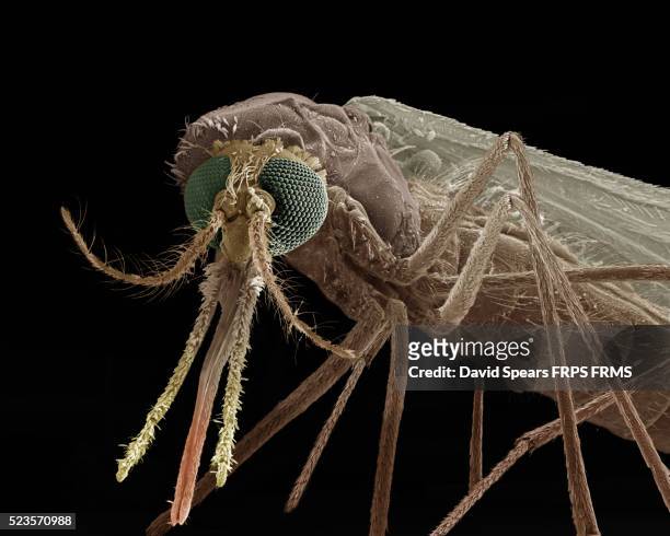 mosquito, anopheles sp.- female - magnification stock-fotos und bilder