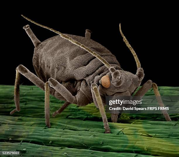 black aphid - aphid stock pictures, royalty-free photos & images