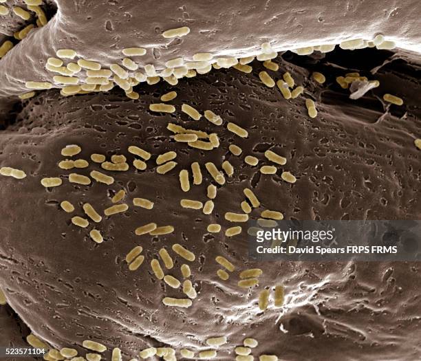 escherichia coli - escherichia coli stock-fotos und bilder