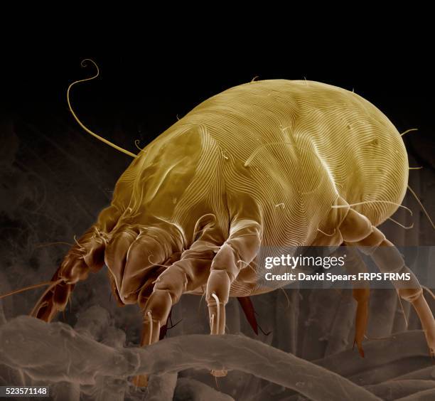 dust mite, dermatophagoides pteronyssinus - acaro foto e immagini stock
