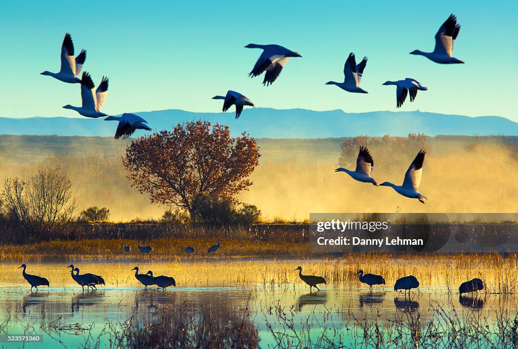 Bosque del Apache National Wildlife Refuge