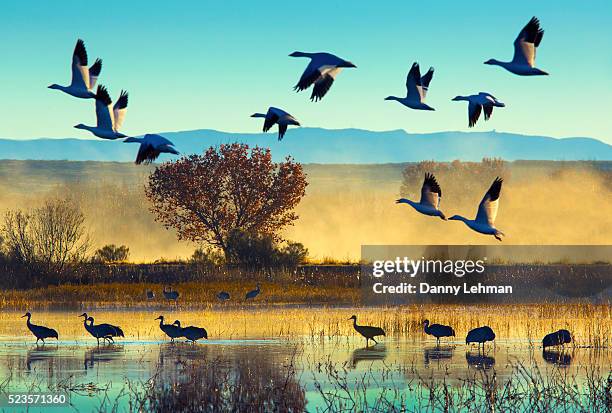 bosque del apache national wildlife refuge - water bird stock pictures, royalty-free photos & images