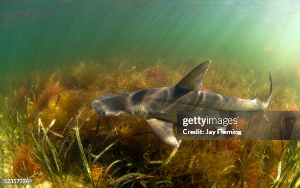 bonnethead shark - bonnethead shark stock pictures, royalty-free photos & images