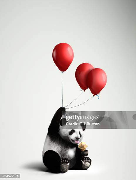 panda holding balloons, licking ice cream - pancas stock pictures, royalty-free photos & images