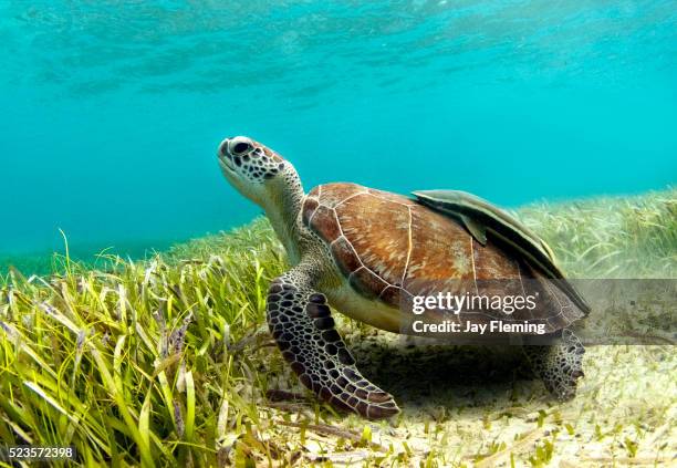 green sea turtle with remora on shell - pesce di mare foto e immagini stock