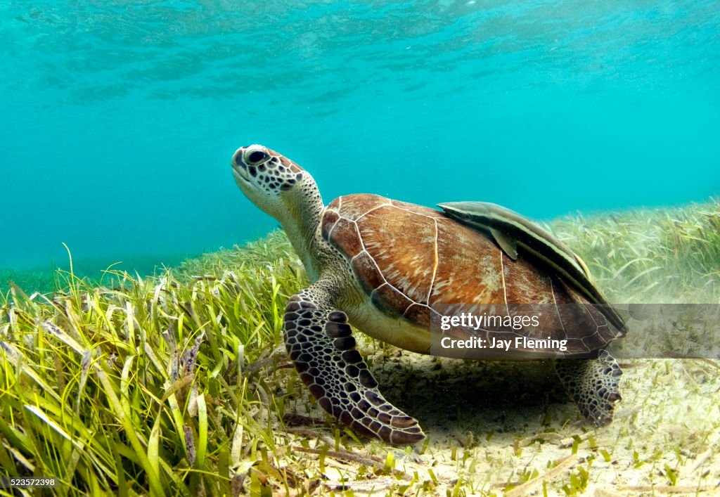 Green Sea Turtle with Remora on shell