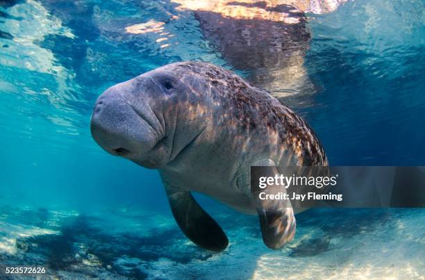 single manatee - manatee stock pictures, royalty-free photos & images