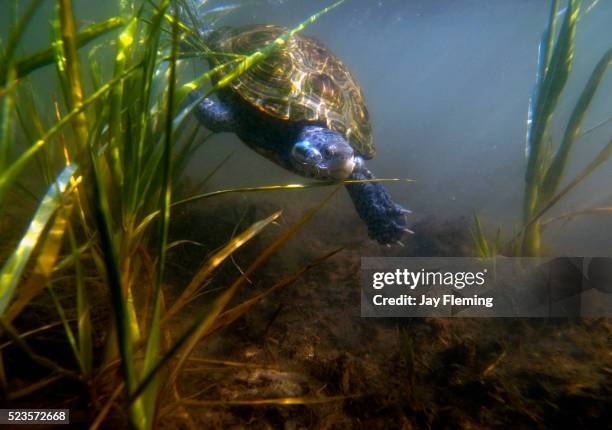 diamondback terrapin - terrapin stock pictures, royalty-free photos & images