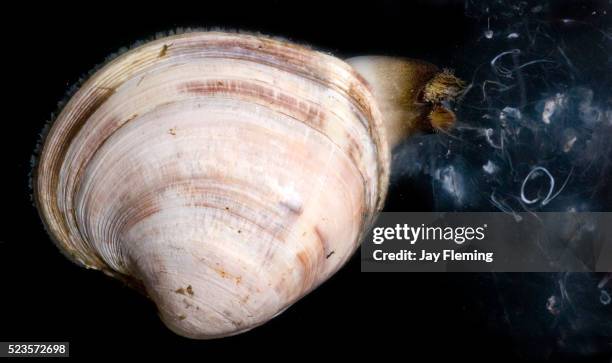 Clam Offspring 67 Clam Virginia Stock Photos, High-Res Pictures, and Images - Getty Images