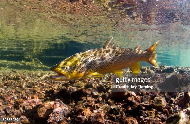 spawning brown trout - forelle stock-fotos und bilder