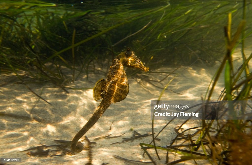 Lined Seahorse Single