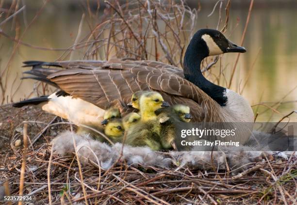 canada goose nest - kanadagans stock-fotos und bilder