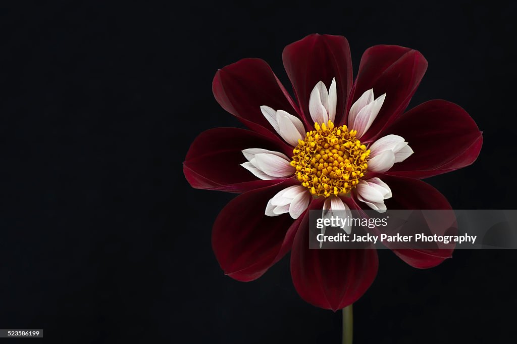 Collarette Dahlia Night Butterfly