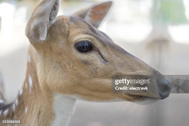 Java Ouse Deer 327 Java Deer Stock Photos, High-Res Pictures, and Images - Getty Images