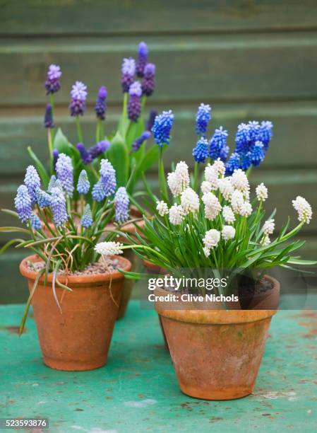 terracotta pots of grape hyacinth - potted flowers stock pictures, royalty-free photos & images