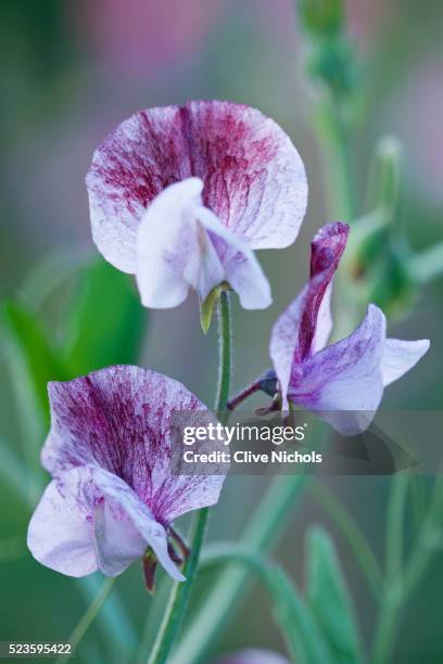 easton walled gardens in lincolnshire - sweet peas stock-fotos und bilder