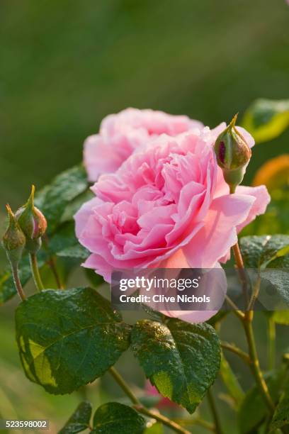 easton walled gardens in lincolnshire - pink rose stock pictures, royalty-free photos & images