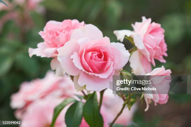 pink rose - rosa fiore foto e immagini stock