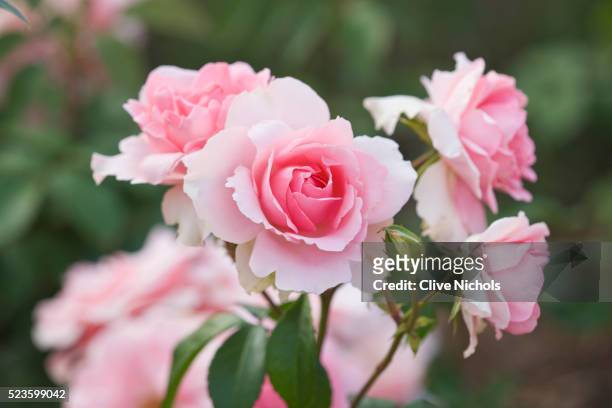 pink rose - ros bildbanksfoton och bilder