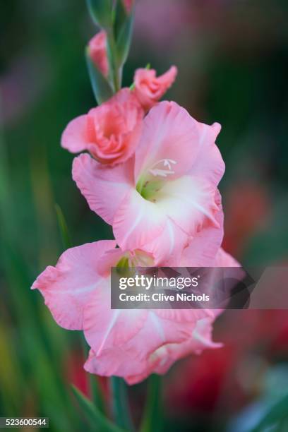 gladioli at chateau de chenonceau - gladiolus fotografías e imágenes de stock