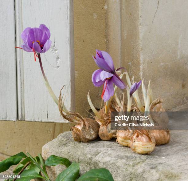 crocus bulbs and flowers - plant bulb stock pictures, royalty-free photos & images