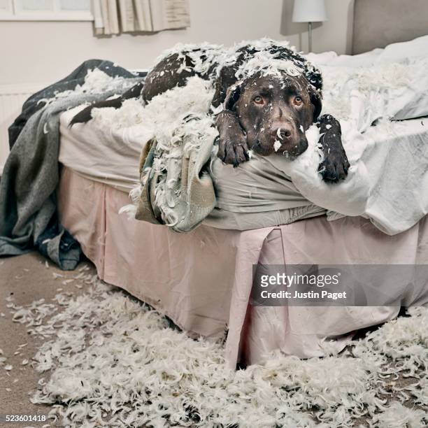 dog on bed covered in feathers - mischief foto e immagini stock