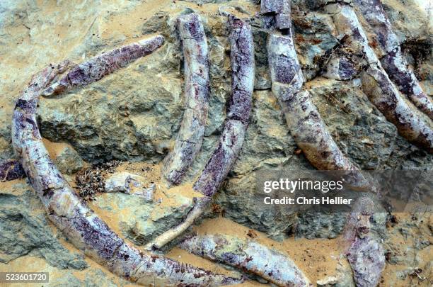 fossilised bones or rib cage of sirenia - dugong stock pictures, royalty-free photos & images