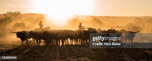 mustering, kimberley, western australia - cattle drive stock pictures, royalty-free photos & images