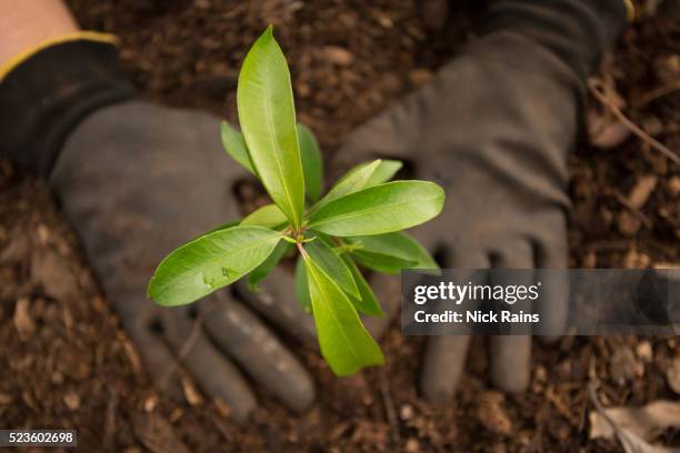 planting a seedling tree - reforestation stock pictures, royalty-free photos & images